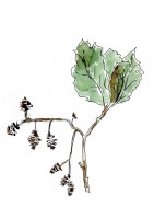 http://francesleeceramics.com/files/gimgs/th-31_unknown tree seeds web.jpg